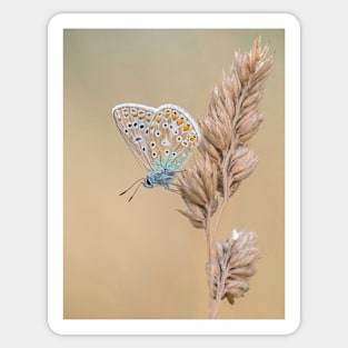 Common Blue Butterfly on a Grass Stalk Sticker